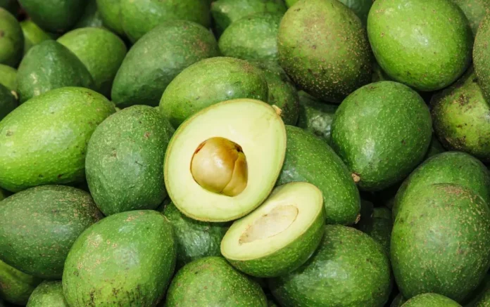 Avocado Industry