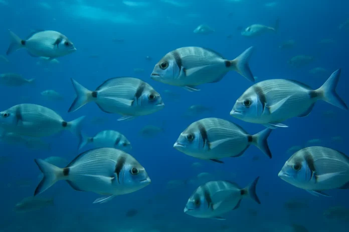 Mars seafood supply chain traceability — wild fish in ocean