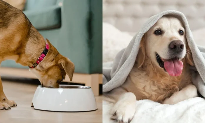 General Mills pet segment expansion with Blue Buffalo and Edgard & Cooper