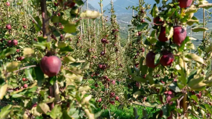 Kissabel growth expands as Southern Hemisphere season begins