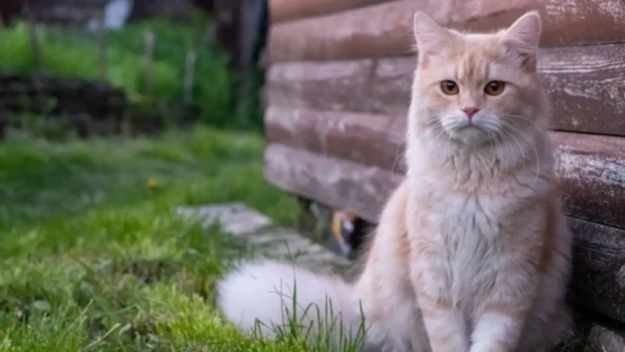 SHEBA launches 7-day cat bond campaign