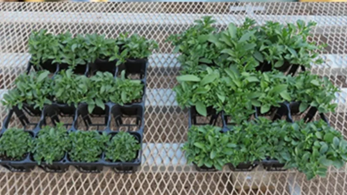 Suntory develops peat moss alternative Teamoss